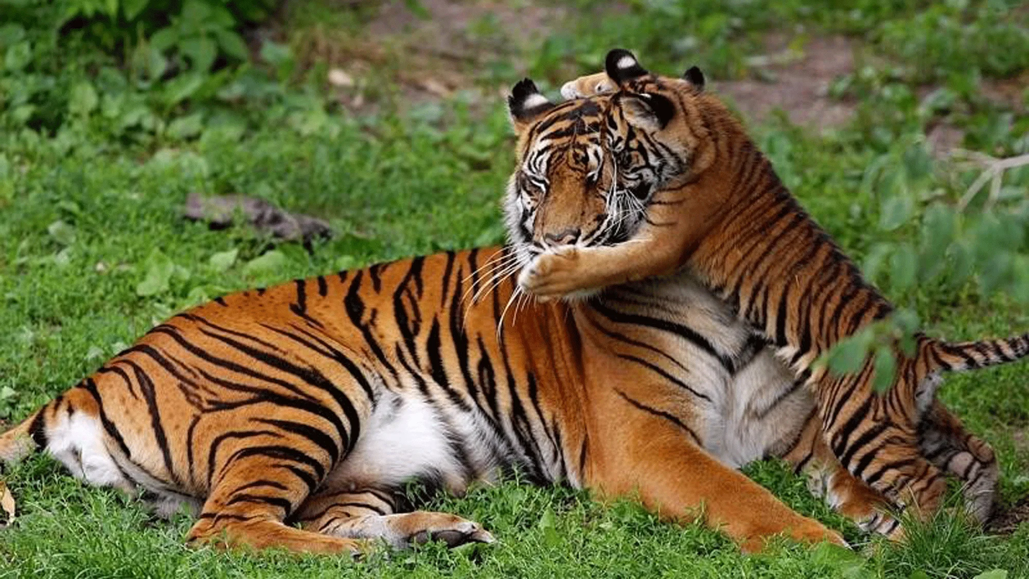 Unforgettable Trip to Royal Manas National Park