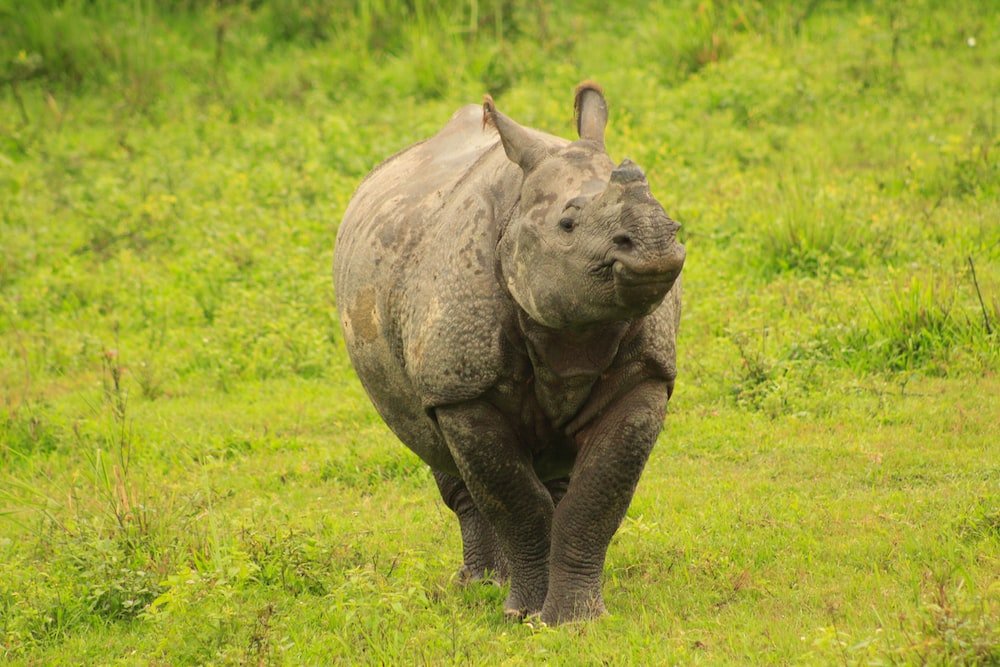 Unforgettable Kaziranga Safari Adventures