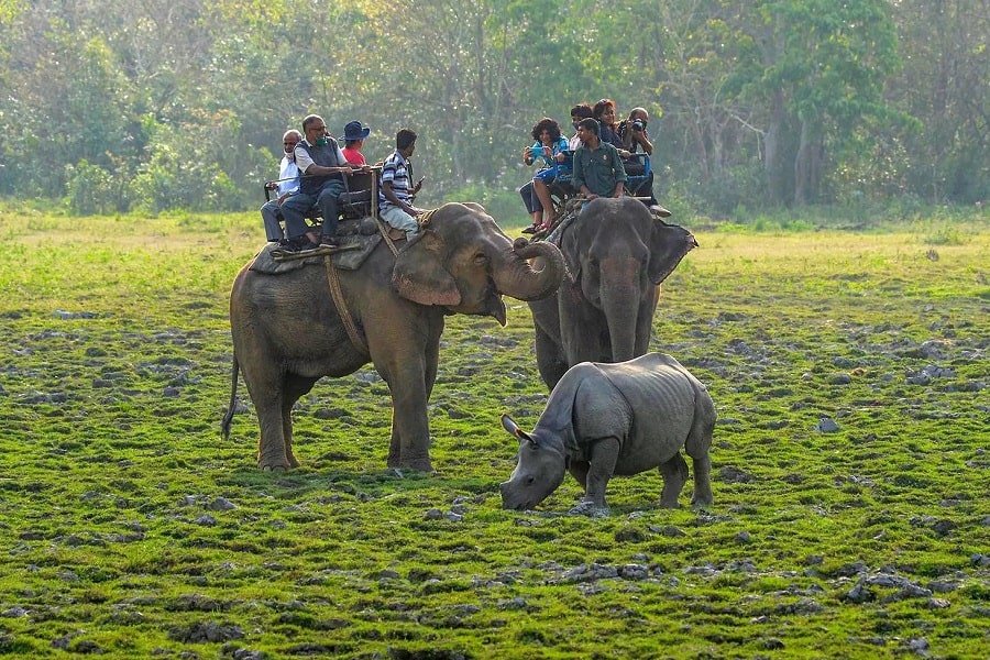 Kaziranga Jungle Tour