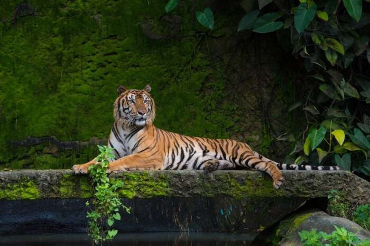 Wildlife Manas Jungle Tour